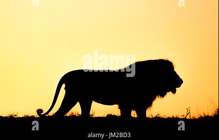 Tail of an African lion Stock Photo - Alamy