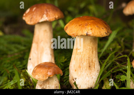 Boletus Edulis. Close Up Edible Mushrooms Boletus Edulis In Forest. Selective Focus. Beatiful Forest Mushroom. Stock Photo