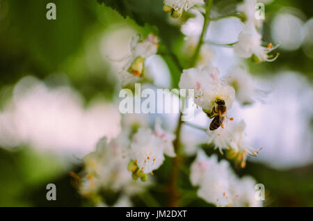 Bee on chestnut tree flowers, bee pollinates the flowers Stock Photo