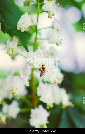 Bee on chestnut tree flowers, bee pollinates the flowers Stock Photo