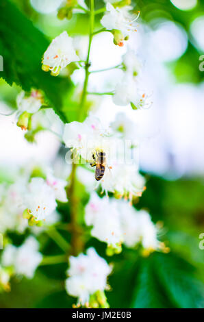 Bee on chestnut tree flowers, bee pollinates the flowers Stock Photo