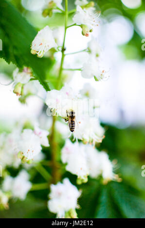 Bee on chestnut tree flowers, bee pollinates the flowers Stock Photo