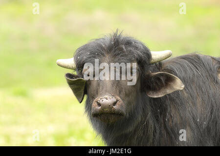 juvenile domestic black bull portrait looking towards the camera ( Bubalus bubalis ) Stock Photo