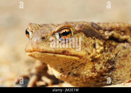 macro portrait of ugly brown european toad ( Bufo, female ) Stock Photo