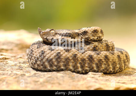 young viper basking on stone, juvenile beautiful nose horned adder ( Vipera ammodytes ) Stock Photo