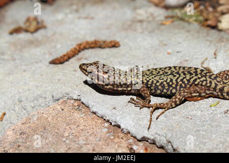 The lizard on the stone Stock Photo