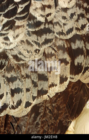 Harpy Eagle, plumage detail / (Harpia harpyja) / feathers | Harpyie, Gefiederdetail / (Harpia harpyja) / Harpieadler Stock Photo