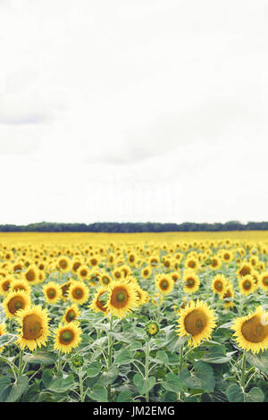sunflower field over cloudy blue sky and bright sun lights Stock Photo ...