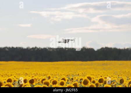 Drone hovering over sunflower field in clear blue sky partly clouded. Stock Photo