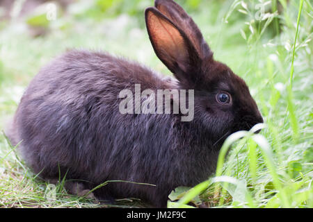 Black rabbit grazing Stock Photo