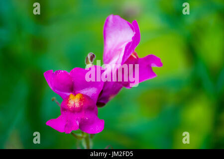 Antirrhinum majus also known as the common snapdragon flower. Close up shoot of two bright colored flowers. Green blurred garden background. Stock Photo