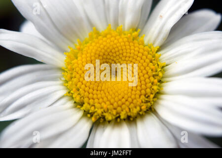 Leucanthemum vulgare, commonly known as the ox-eye daisy, ox eye daisy, dog daisy, a widespread flowering plant, beautiful spring flower. Stock Photo
