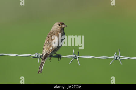 A beautiful female Linnet (Carduelis cannabina) perched on a barbed wire fence. Stock Photo