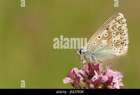 A pretty Chalk Hill Blue Butterfly (Polyommatus coridon) nectaring on a flower. Stock Photo