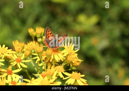 A pretty Small Copper Butterfly (Lycaena phlaeas) nectaring on yellow flowers. Stock Photo