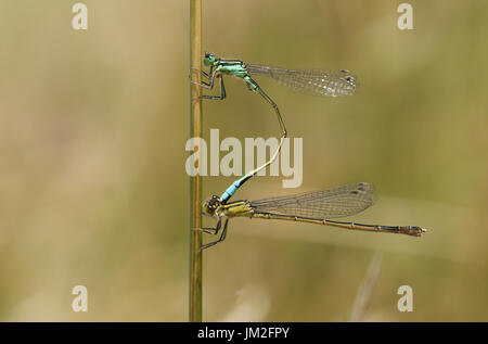 A pair of mating Common Blue Damselfly (Enallagma cyathigerum) perched on a reed. Stock Photo