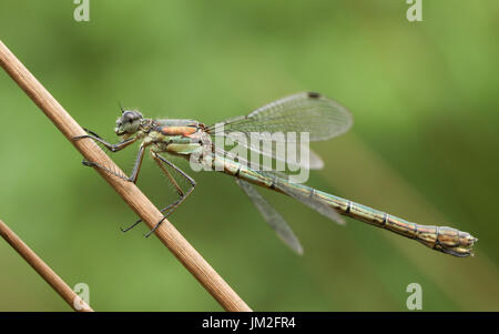 A stunning female Emerald Damselfly (Lestes sponsa) perched on the stem ...