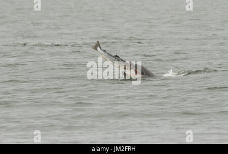 A Bottlenose Dolphin (Tursiops truncatus) eating a fish (salmon, Salmo salar), at the Moray Firth, Highlands, Scotland.