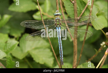 A stunning Emperor Dragonfly (Anax imperator) perched on the stem of a plant. Stock Photo