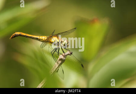 A beautiful female Ruddy Darter Dragonfly (Sympetrum sanguineum) perched on the end of a twig. Stock Photo