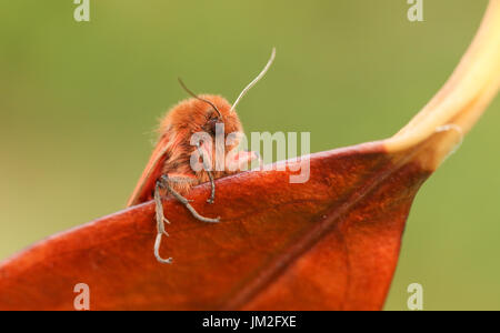 A stunning Ruby Tiger Moth (Phragmatobia fuliginosa) perched on a leaf. Stock Photo