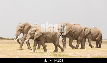 Herd of wild elephants in Amboseli National Park, Kenya. Stock Photo
