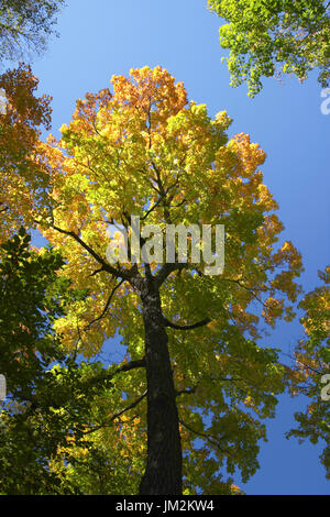 Sugar maple tree shows its striking fall colors. Maplewood State Park, Minnesota. Stock Photo