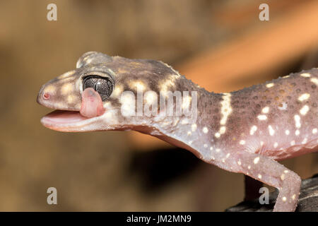 Thick-tailed Gecko Stock Photo