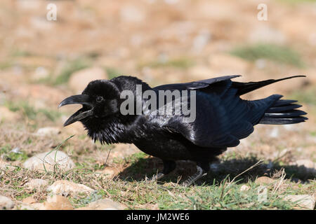 Common Raven Corvus corax calling Spanish Pyrenees Stock Photo