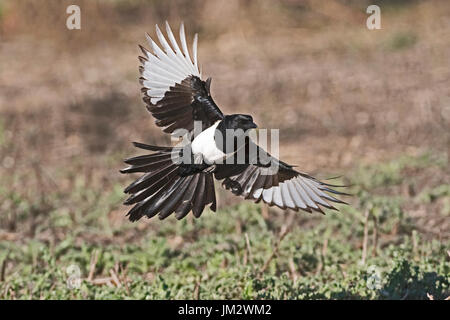Eurasian Magpie Pica pica Spain winter Stock Photo