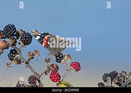 Red Admiral Vanessa atalanta on blackberries in autumn Norfolk Stock Photo