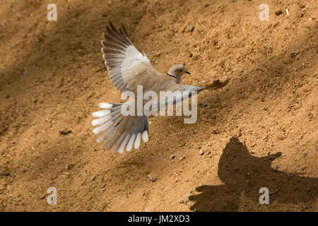 Eurasian Collared Dove Streptopelia decaocto Fuertuventura Canary Islands Stock Photo