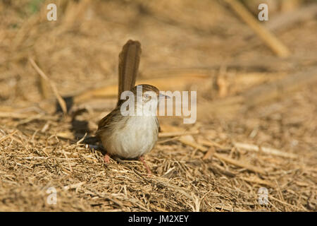 Graceful Prinia Prinia gracilis Hula Israel winter Stock Photo