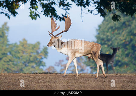 Fallow Deer Dama dama bucks during rut Sevenoaks Kent October Stock Photo