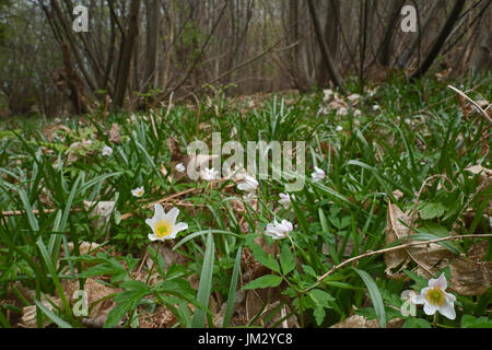 Wood Anenome Anemone nemorosa in coppiced Hazel woodland at Tudeley Woods RSPB Reserve Kent early spring Stock Photo