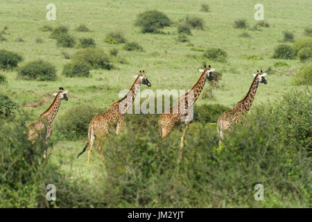 A Herd Of Masai Giraffe (Giraffa camelopardalis tippelskirchi) Walking In Nairobi National Park, Kenya Stock Photo