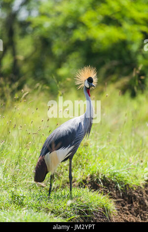 Grey Crowned Crane (Balearica regulorum), The National Bird Of Uganda, Standing By Tall Grass, Nairobi National Park, Kenya Stock Photo