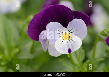 viola flower purple mauve summer spring Stock Photo