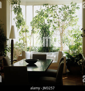 Dining room and plants in front of window Stock Photo