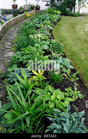Hosta border in Cottage Garden Stock Photo