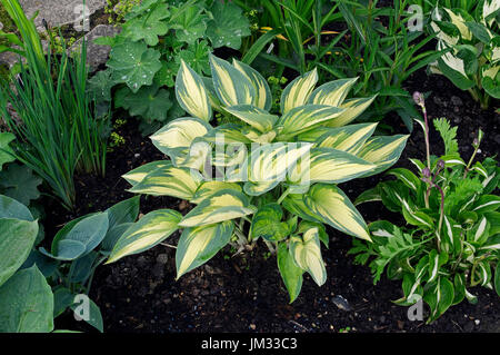 Hosta 'June' in a cottage garden Stock Photo
