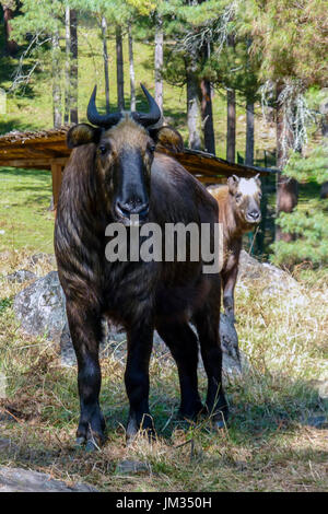 Takin, national animal of Bhutan Stock Photo