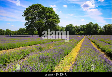 Lavender Fields Forever Stock Photo