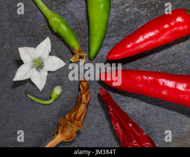 A chili flower and fruits in various stages of development from green through ripe red to withered brown on a blue slate roof tile. Stock Photo