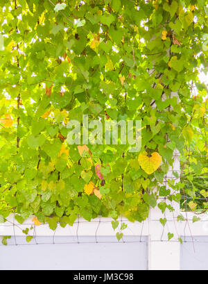 Bright ivy wall on the metal grid over the white wall with the sunlight in the evening. Stock Photo