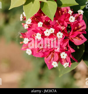 red Bougainvillea leaves and flowers Stock Photo