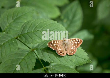 A close up image of a Speckled Wood Butterfly, Pararge aegeria, at rest on a leaf, Suffolk, England Stock Photo