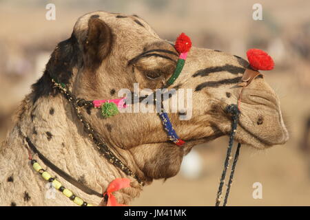 Portrait of a decorated camel at the annual Pushkar Fair in Rajasthan, India. Stock Photo