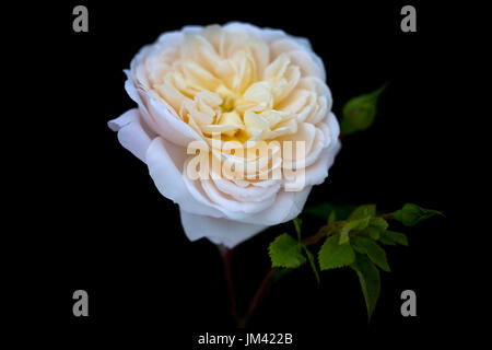 Study of Rose Crocus Rose Stock Photo