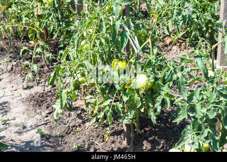 unripe tomato fruits on bushes in garden in summer season in Krasnodar region of Russia Stock Photo